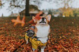 Paws Of The Season Pet Fashion Show