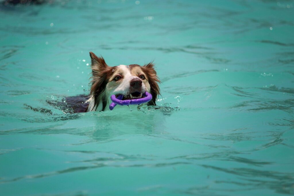 CASI Pooch Plunge