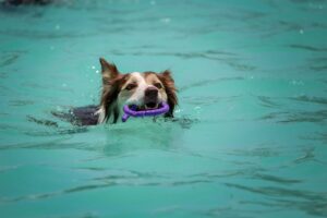 CASI Pooch Plunge