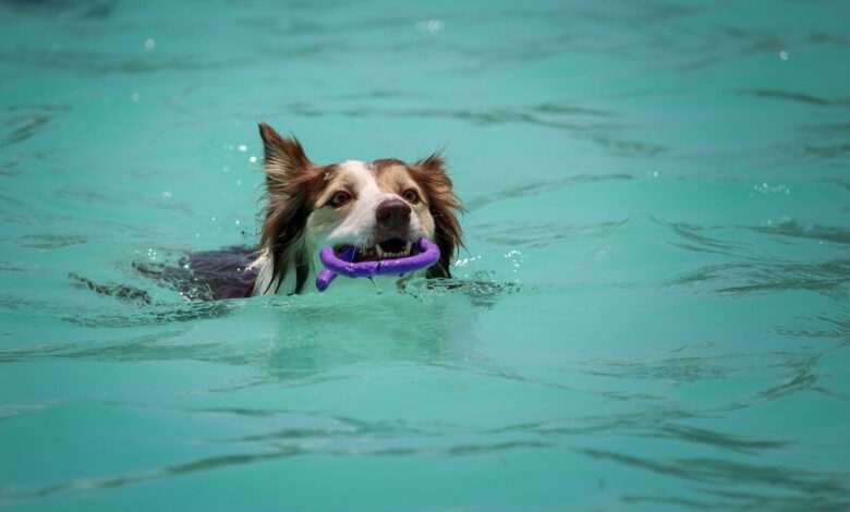 dog biting purple ornament while swimming during daytime