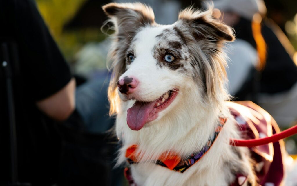 Barktoberfest – Reno