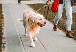 Pawfect Match Pawty