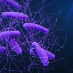 purple bacterias