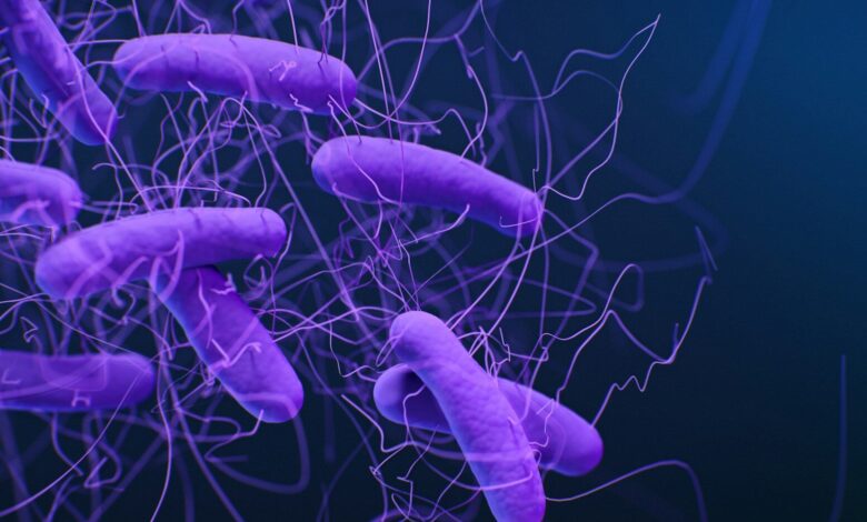 purple bacterias