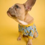 brown short coated small dog in blue and white polka dot shirt