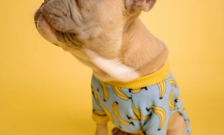 brown short coated small dog in blue and white polka dot shirt