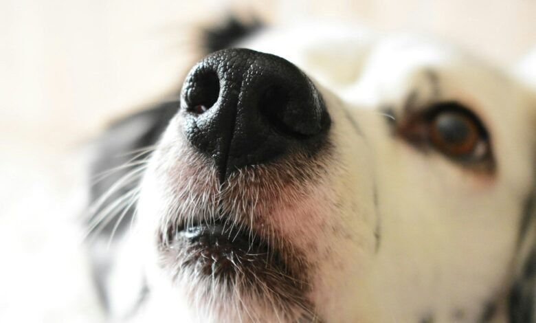 dog face