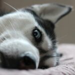 a close up of a dog laying on a bed