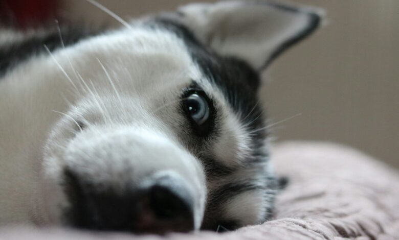 a close up of a dog laying on a bed