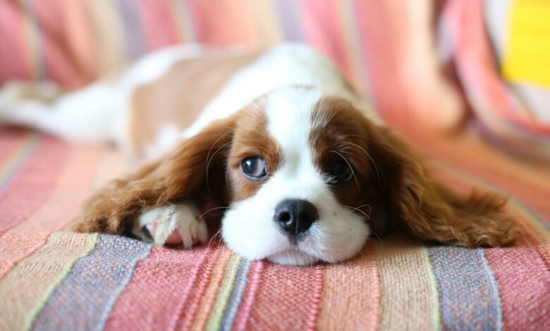 brown and white long haired small dog lying on red and white textile