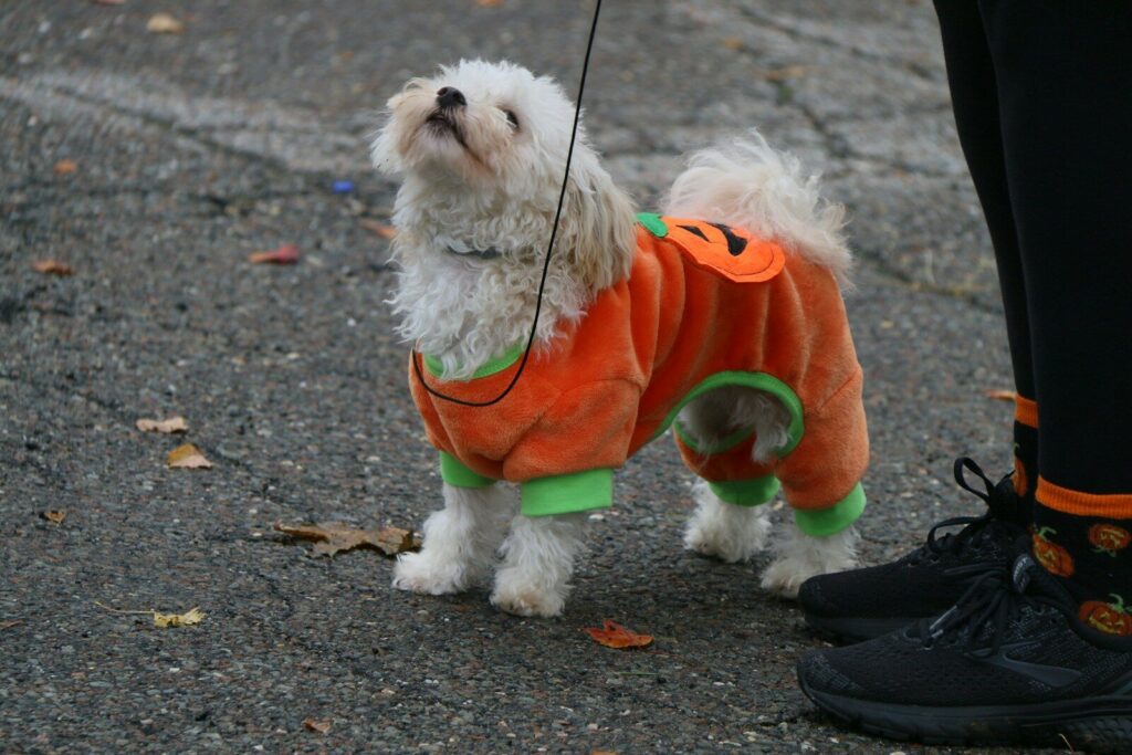 Pumpkin Paws at HallOVeen