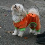 a small white dog wearing an orange and green shirt