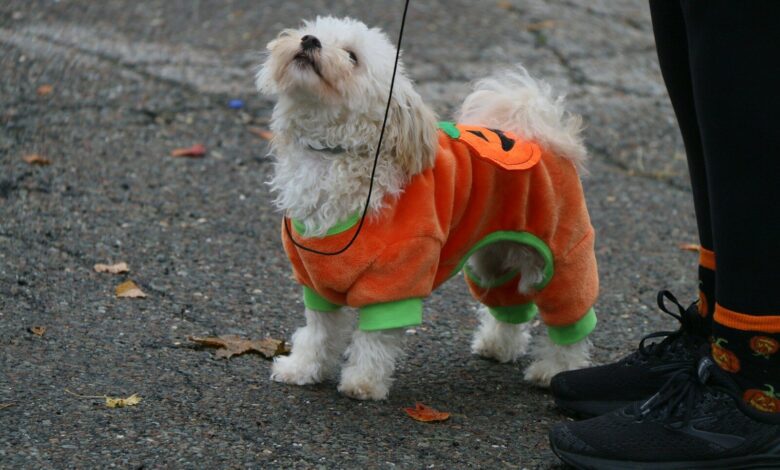 a small white dog wearing an orange and green shirt