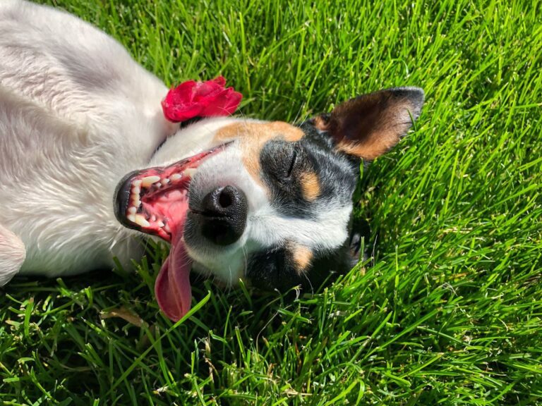 Charming dog enjoying a sunny day on lush green grass, radiating joy and serenity.