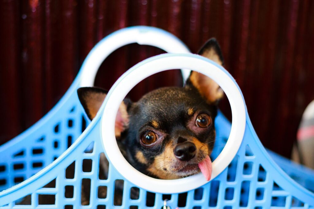 Adorable Chihuahua with tongue out peeking through a blue basket handle.