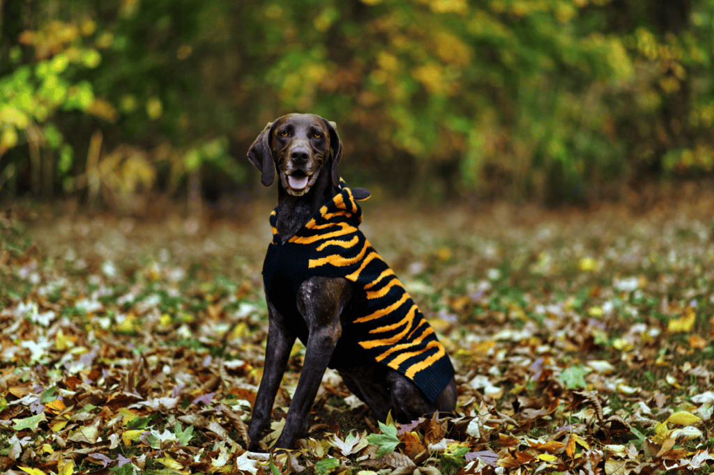 Happy Paws Halloween Pet & Pet Parent Costume Party