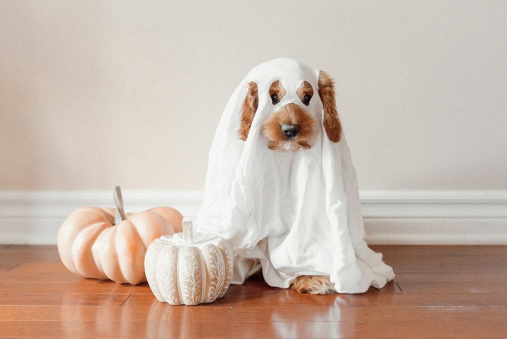 Pawlloween