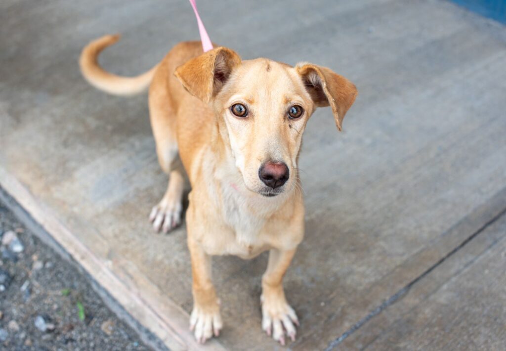 SPCA-NN & PetSmart Adopt Joy Event