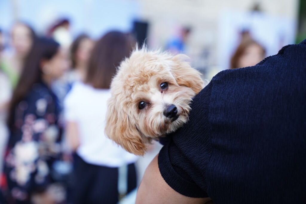 Pet Blessing – Reno