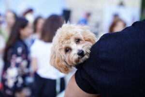Pet Blessing - Reno
