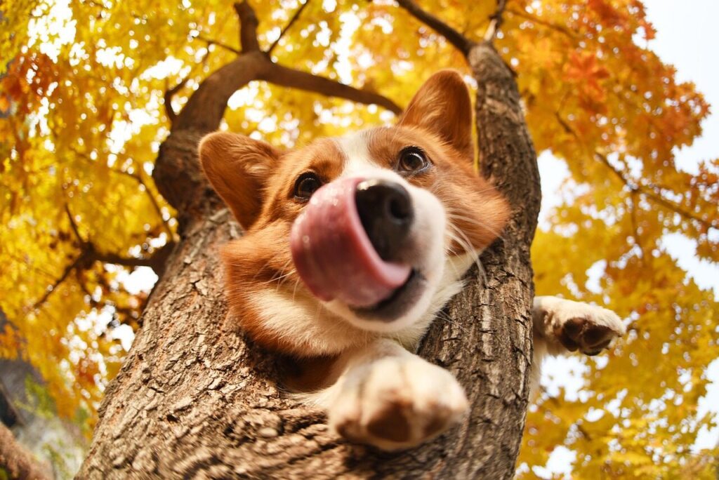 Howl’o’ween Pawty
