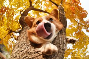 Howl'o'ween Pawty