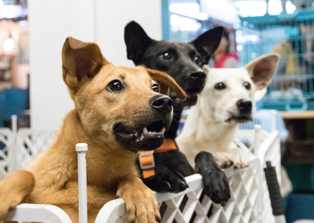 Special Dog Adoption Event – Mesquite