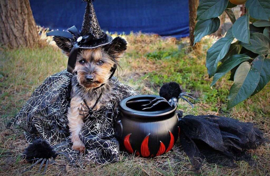 Barktoberfest – Las Vegas