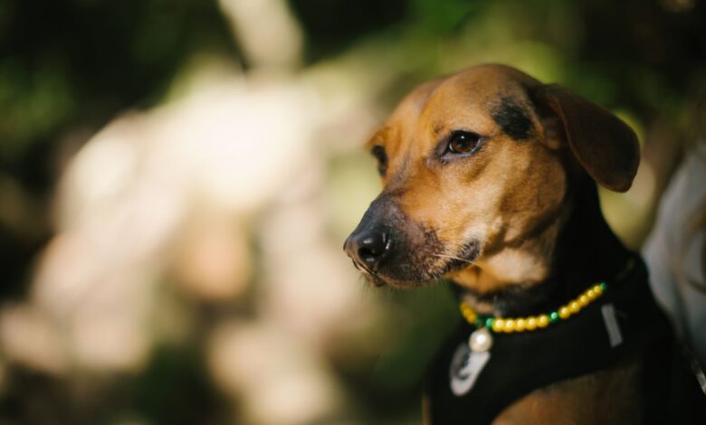 Close-up of a beagle mix dog wearing beads enjoying a sunny day outdoors. Perfect for pet lifestyle imagery.