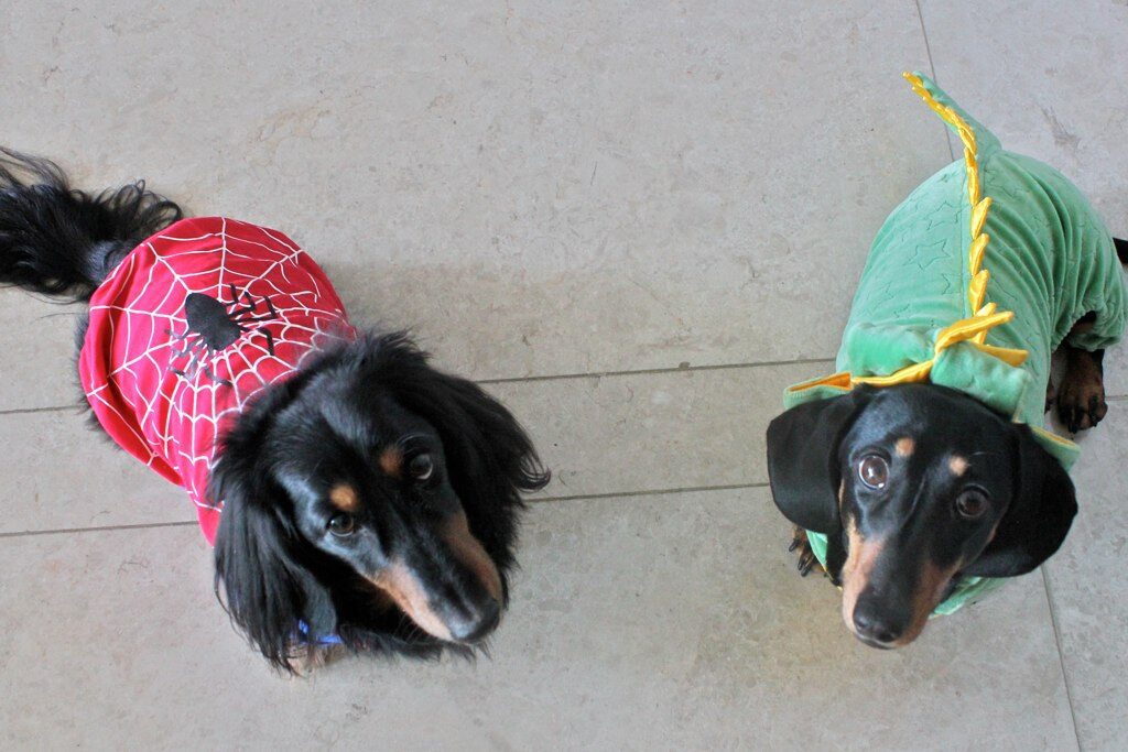 Paws, Claws and Cause Fundraiser Event