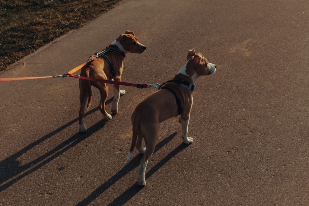 The Barkyard Walk