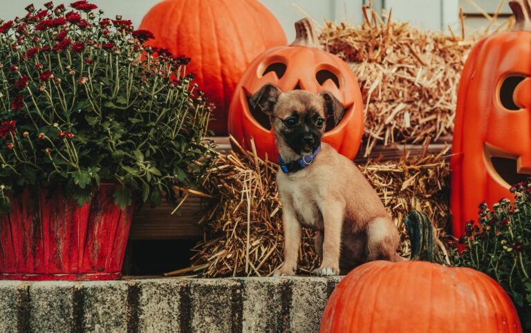 Cute young brown dog sitting near decorative pumpkin Jack o lanterns and potted plants on Halloween