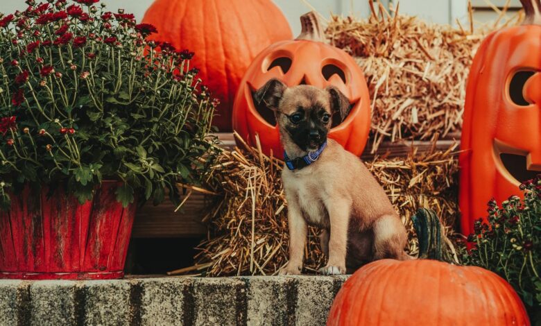 Cute young brown dog sitting near decorative pumpkin Jack o lanterns and potted plants on Halloween