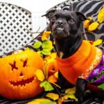 Cute black dog in colorful Halloween sweater next to a carved pumpkin indoors.