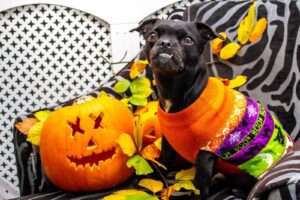 Cute black dog in colorful Halloween sweater next to a carved pumpkin indoors.
