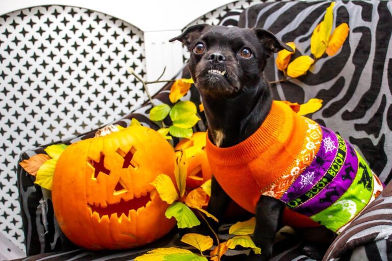Cute black dog in colorful Halloween sweater next to a carved pumpkin indoors.