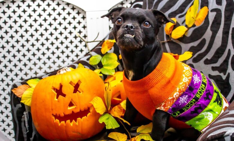Cute black dog in colorful Halloween sweater next to a carved pumpkin indoors.