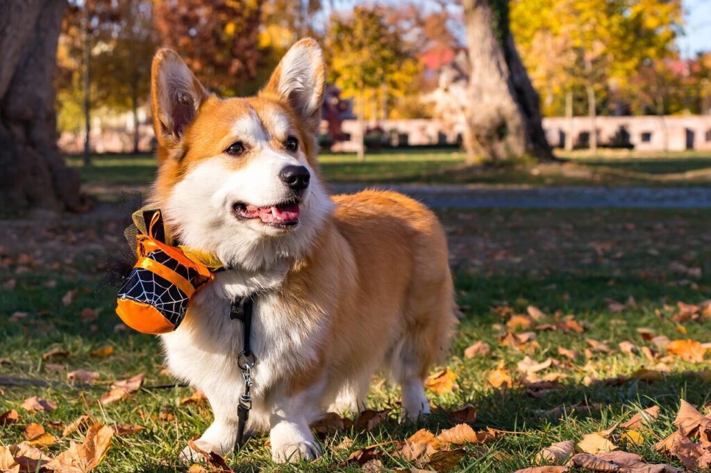 Halloween Party & Costume Contest