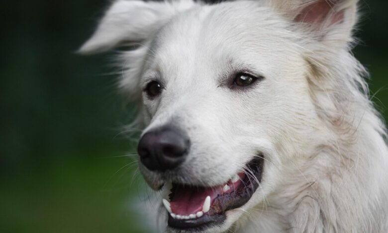 dog, domestic animal, nature, animal, head, white dog, mammal, furry, cute, pet, domestic