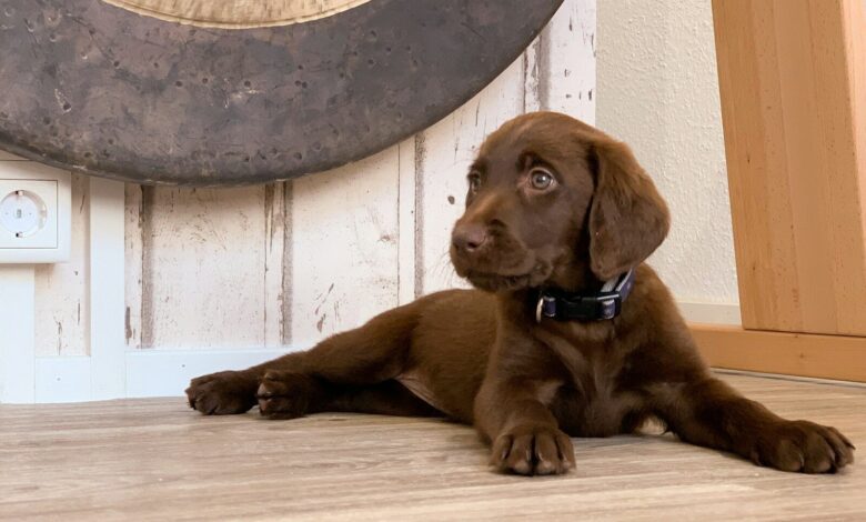 chocolate Labrador retriever puppy