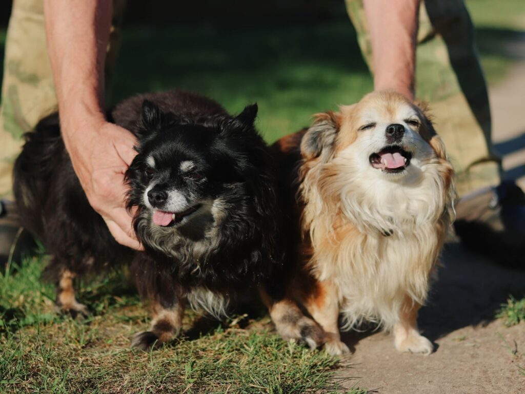 House of Second Chances Not So Spooky Adoption Event