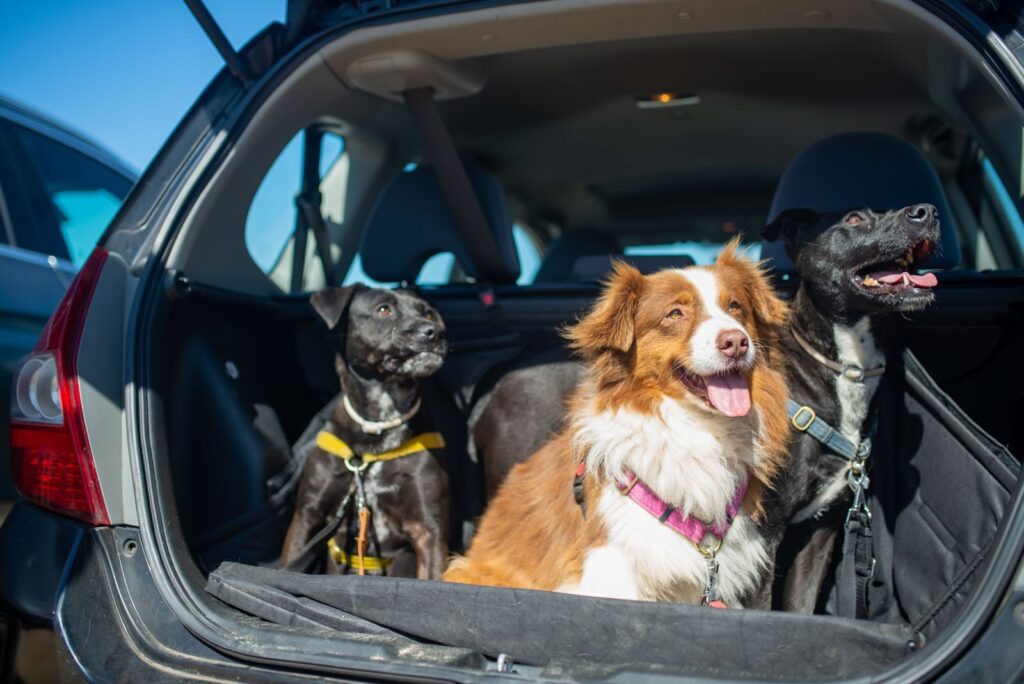 Nevada Humane Society Subaru Pet Adoption