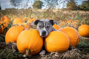 Pups in the Patch Adoption
