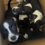 Image Credit: Paws Patrol LV