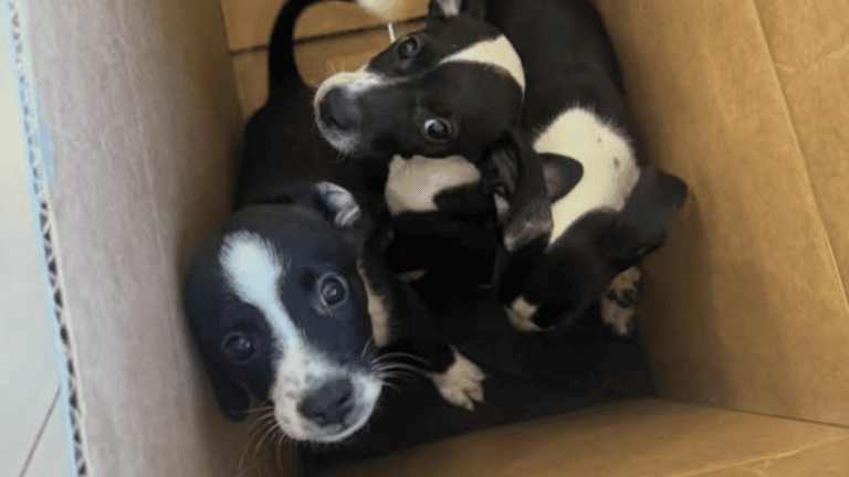 Image Credit: Paws Patrol LV