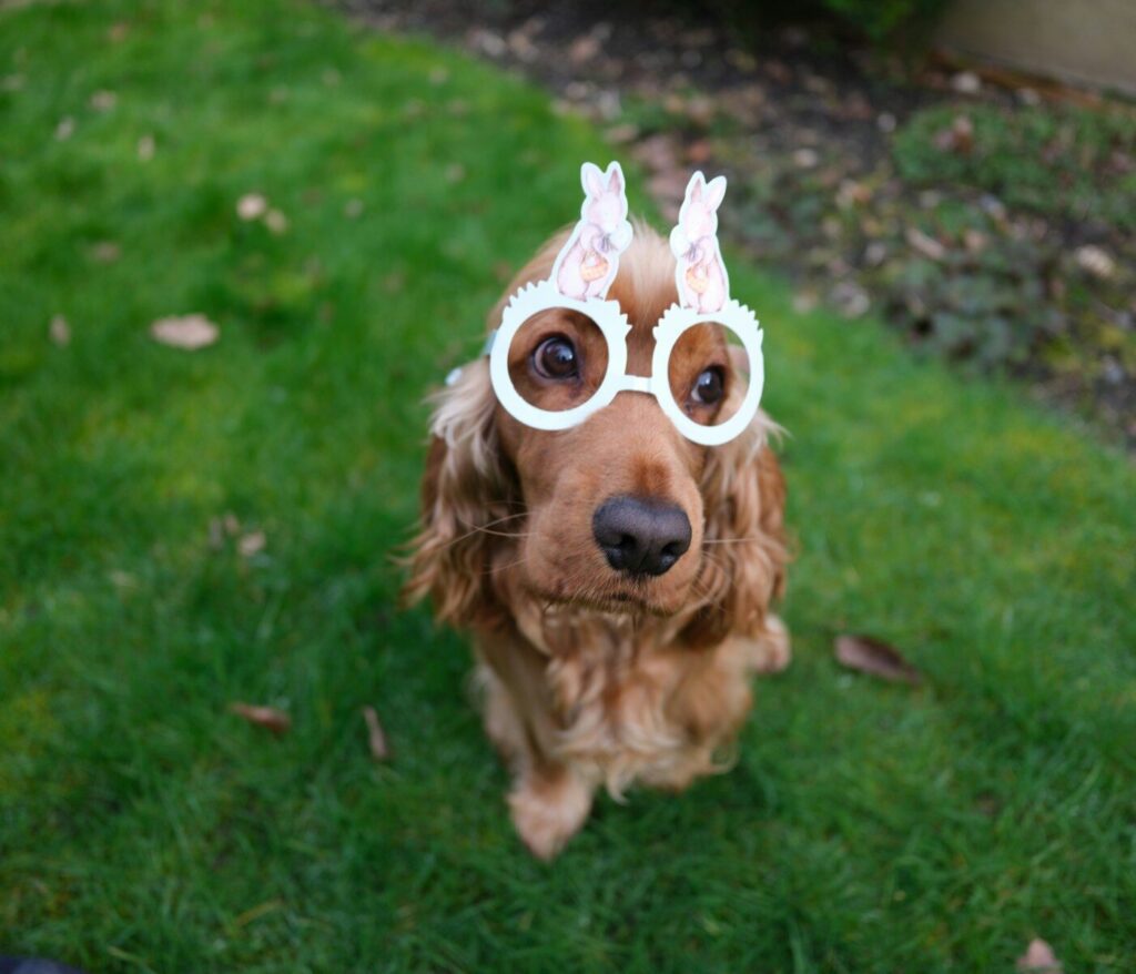 A dog wearing bunny glasses sits on grass