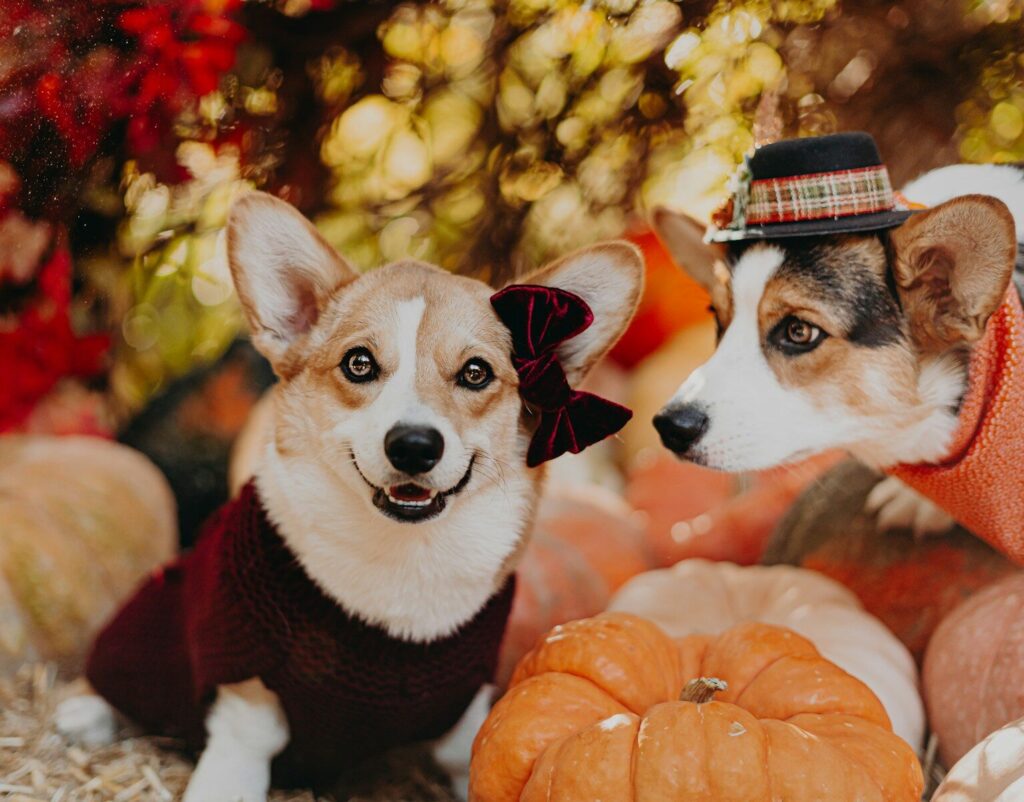Pop-Up Wag-O-Ween Fashion Show