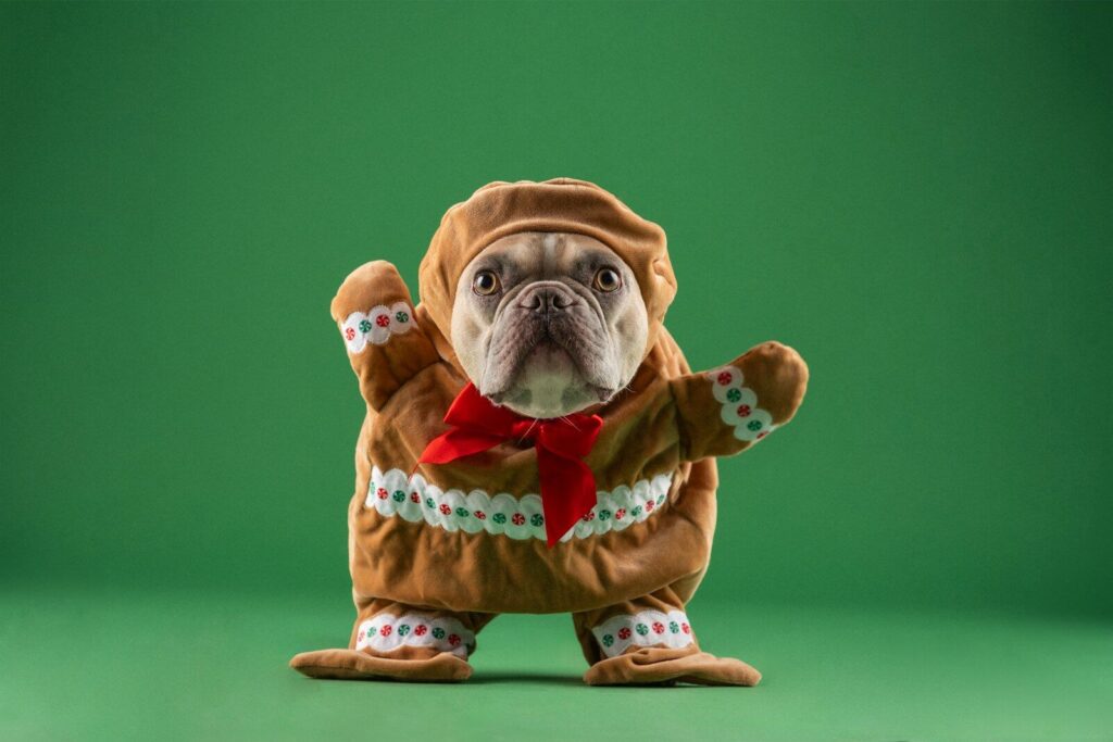 3rd Annual Halloween Pet Costume Contest – Boo-tiful Paws