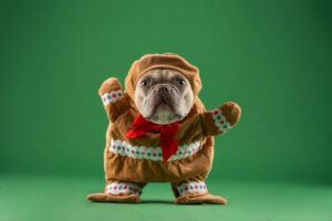 3rd Annual Halloween Pet Costume Contest - Boo-tiful Paws