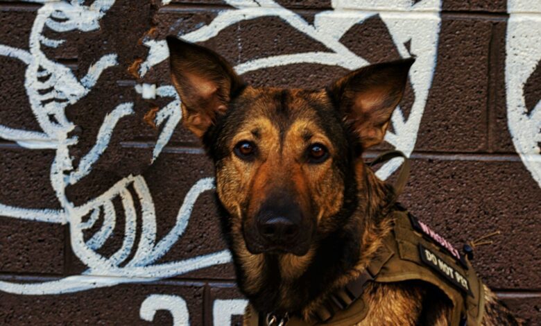 a dog sitting on a brick floor